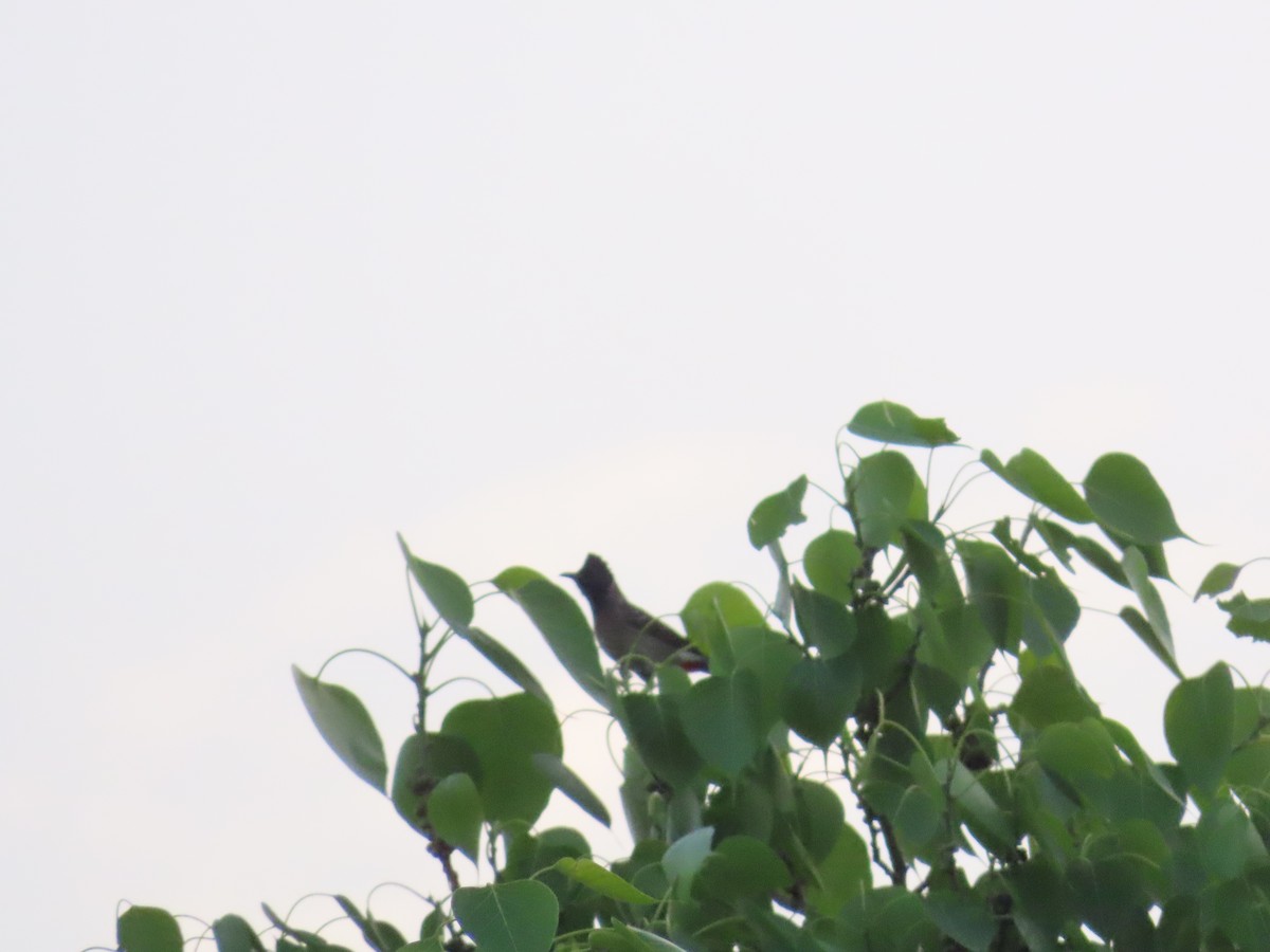 Red-vented Bulbul - ML618666368