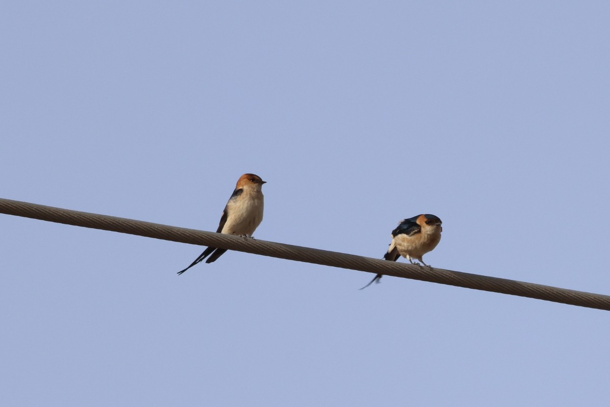 Red-rumped Swallow - ML618666370