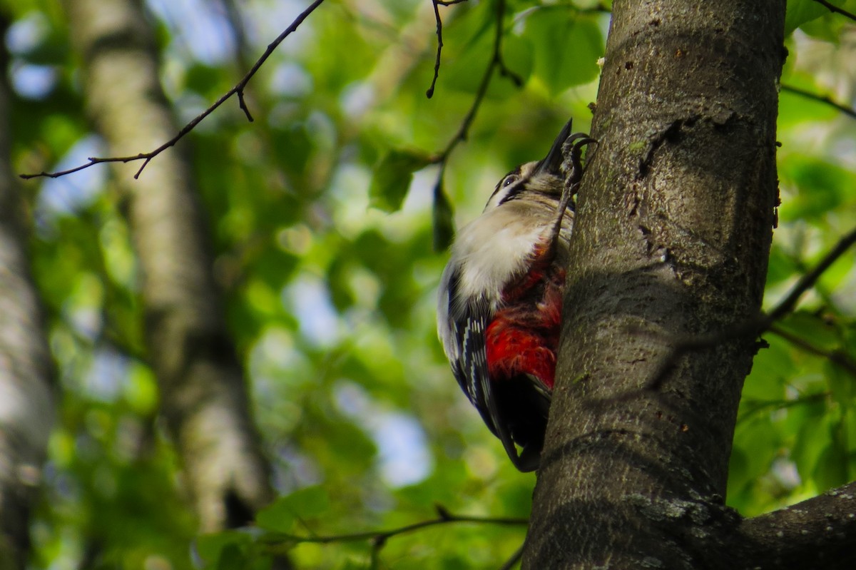 Great Spotted Woodpecker - ML618666397