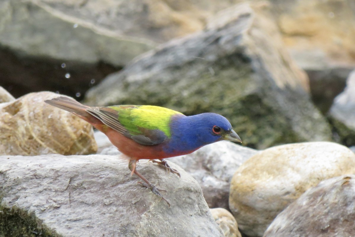Painted Bunting - ML618666406