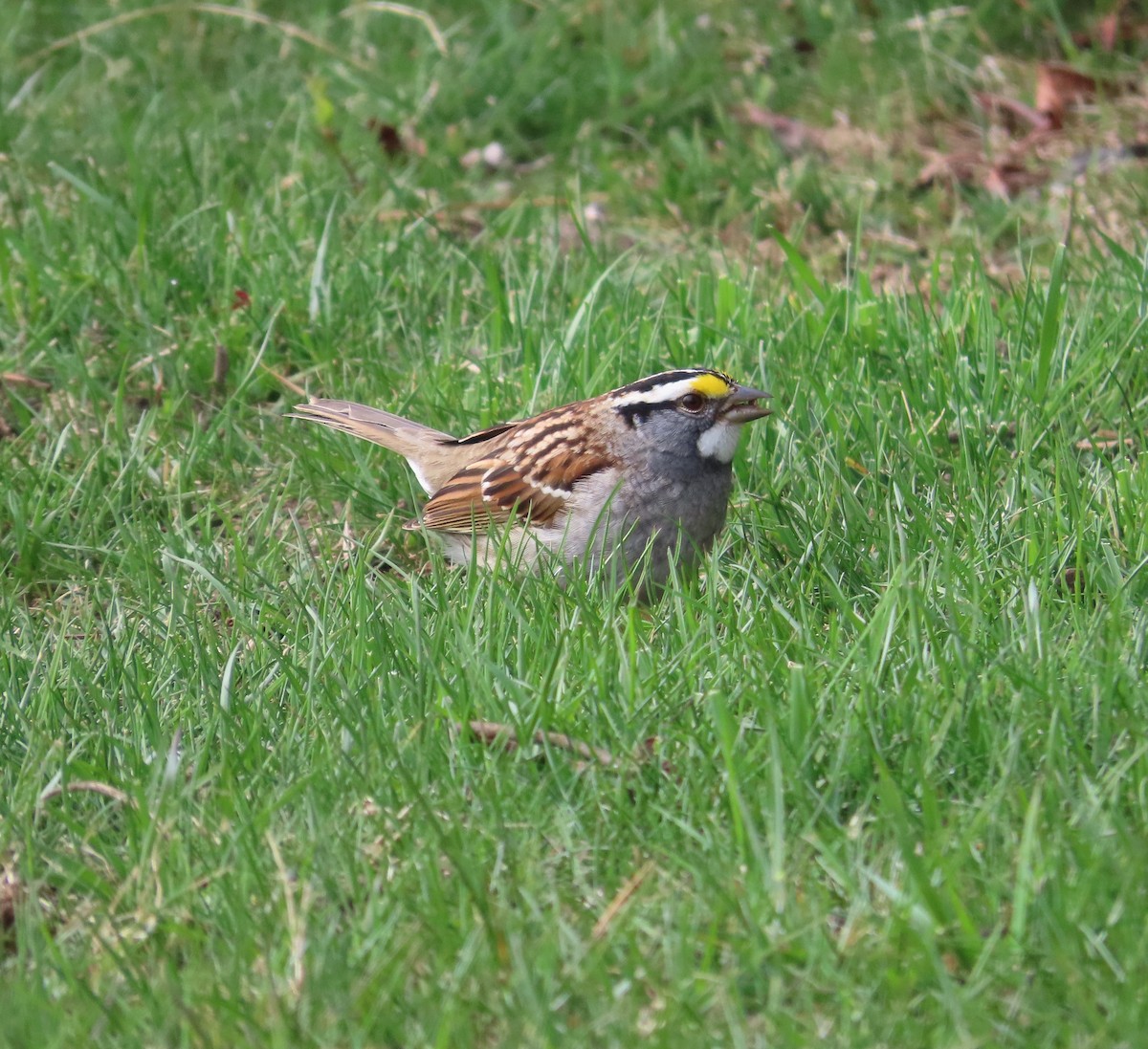 White-throated Sparrow - ML618666438