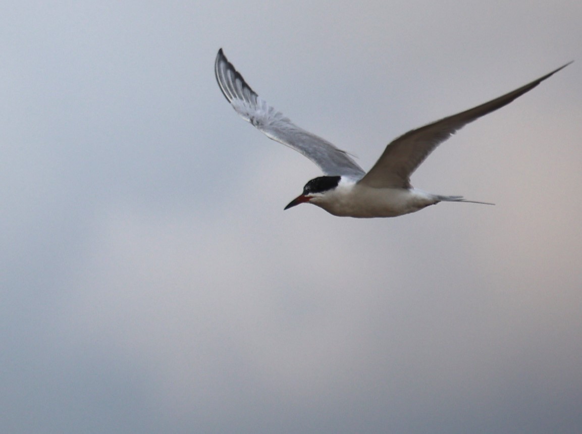 Common Tern - Lawrence Gardella