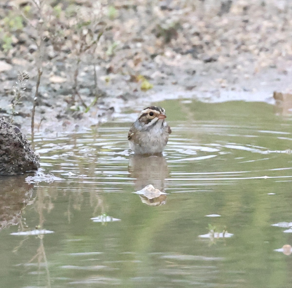 Clay-colored Sparrow - ML618666449