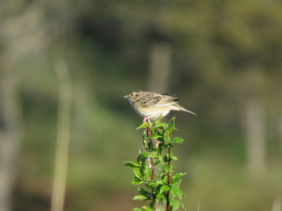 Grasshopper Sparrow - ML618666486