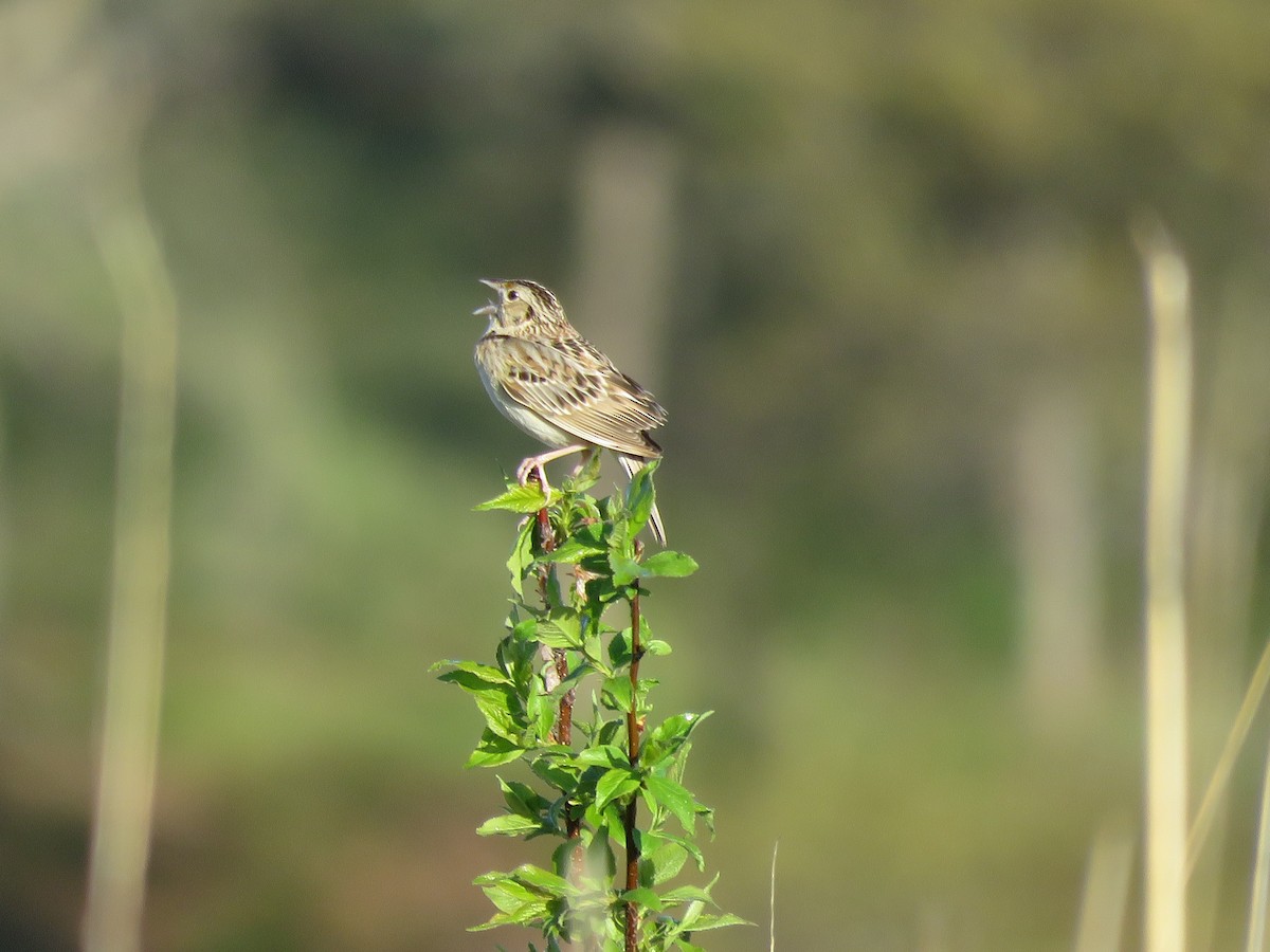 Grasshopper Sparrow - ML618666487