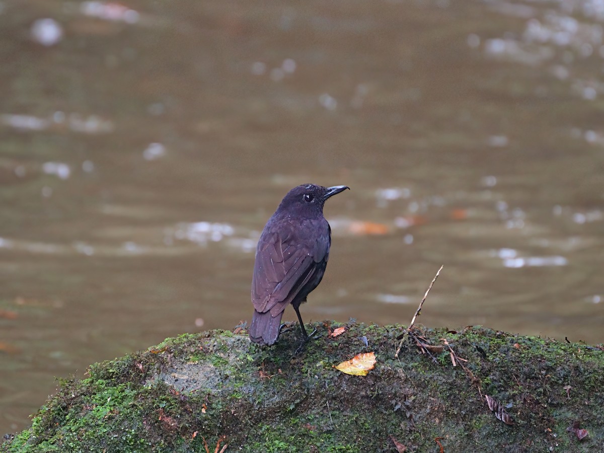 Борнейская синяя птица - ML618666504