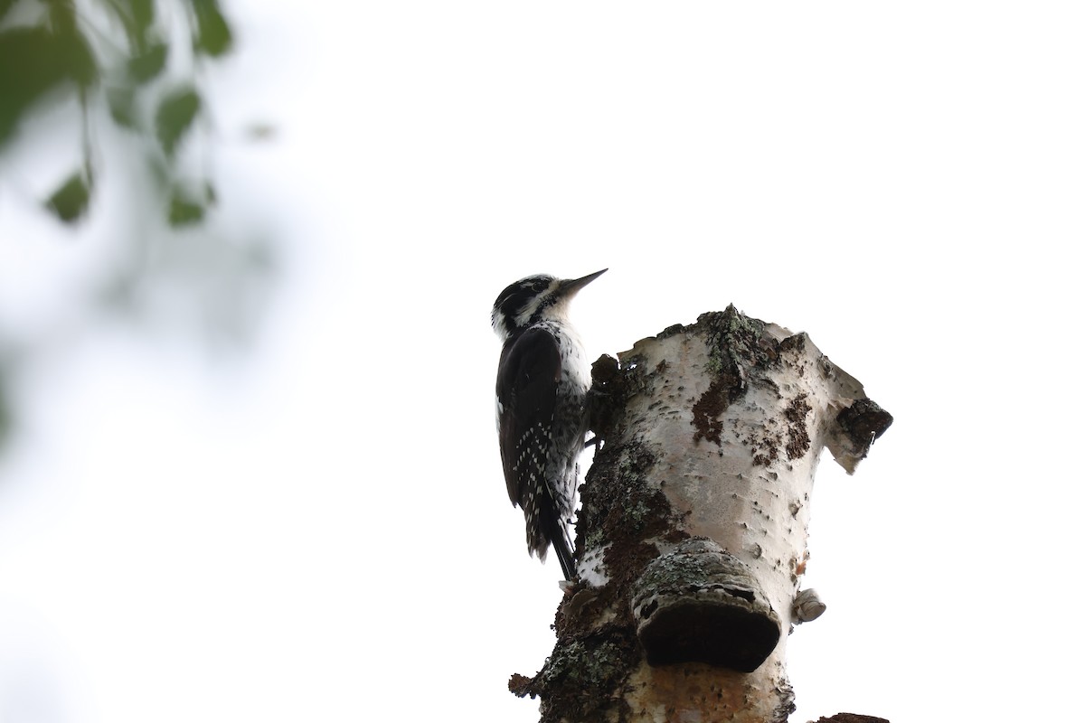 Eurasian Three-toed Woodpecker - ML618666507