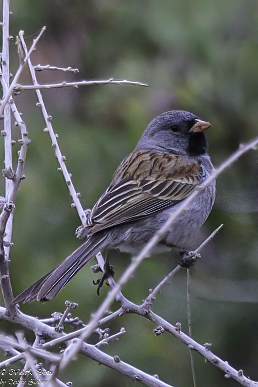 Black-chinned Sparrow - ML618666520