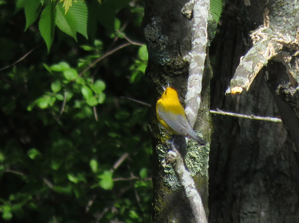 Prothonotary Warbler - ML618666522