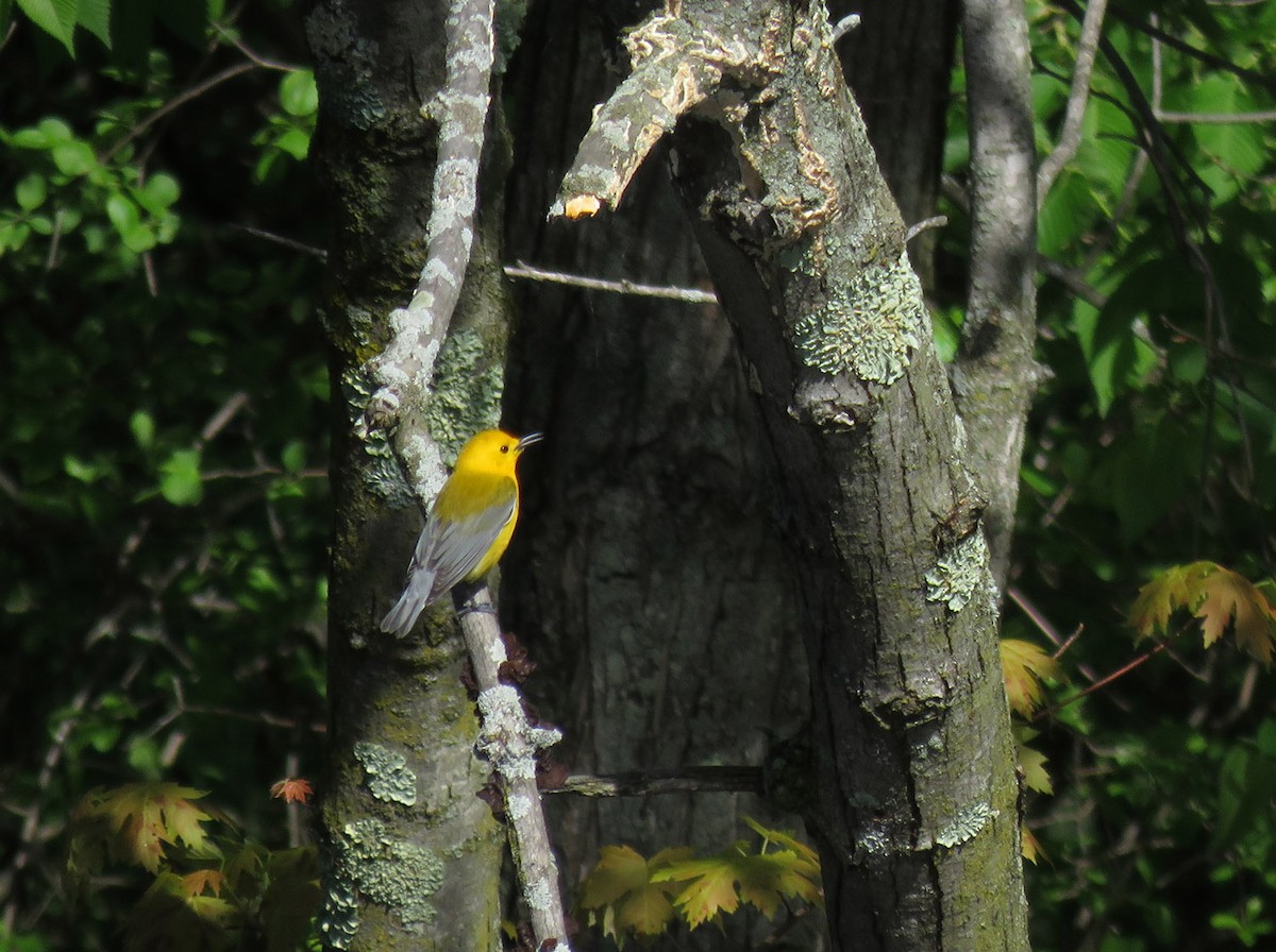 Prothonotary Warbler - ML618666523