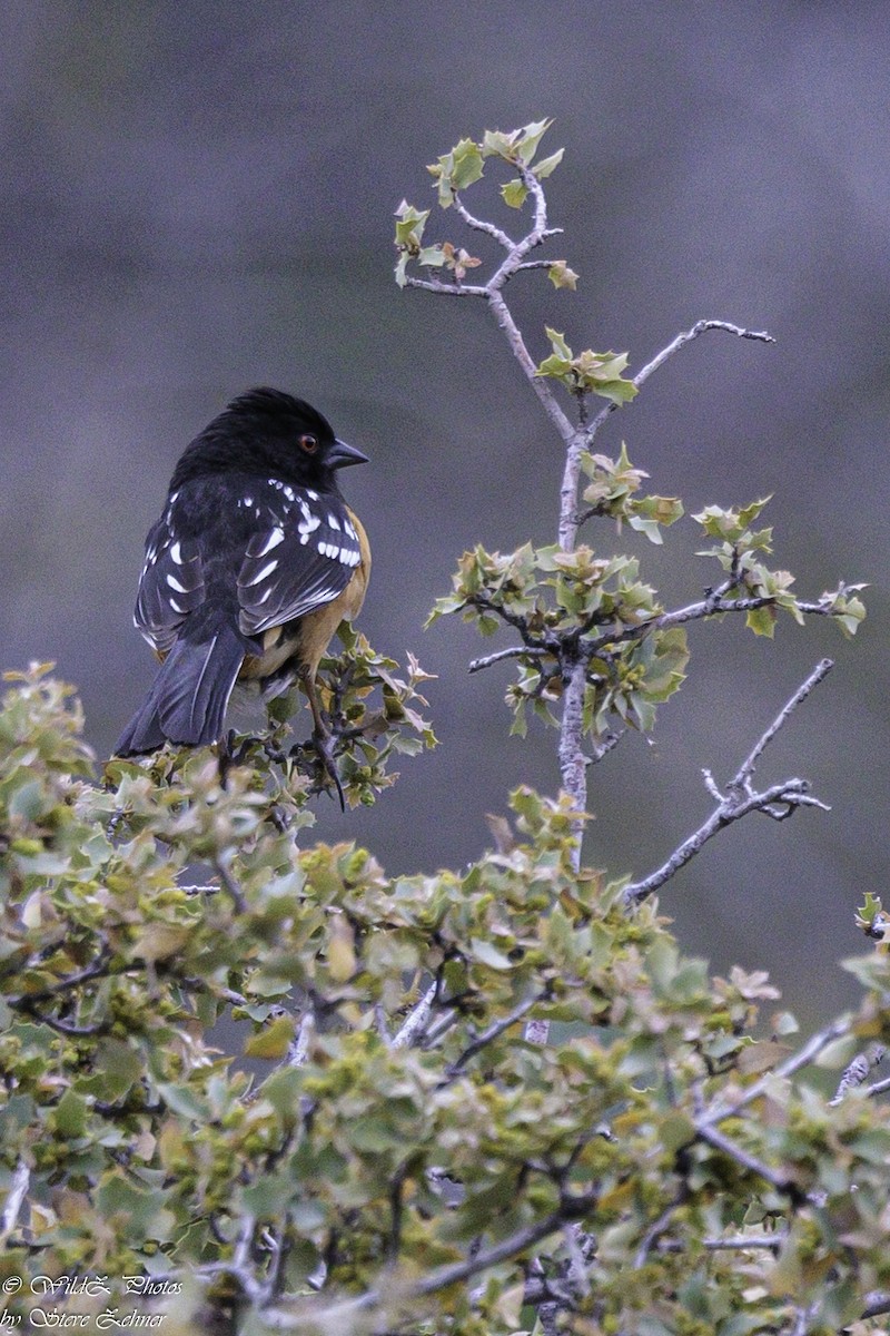 Spotted Towhee - ML618666530