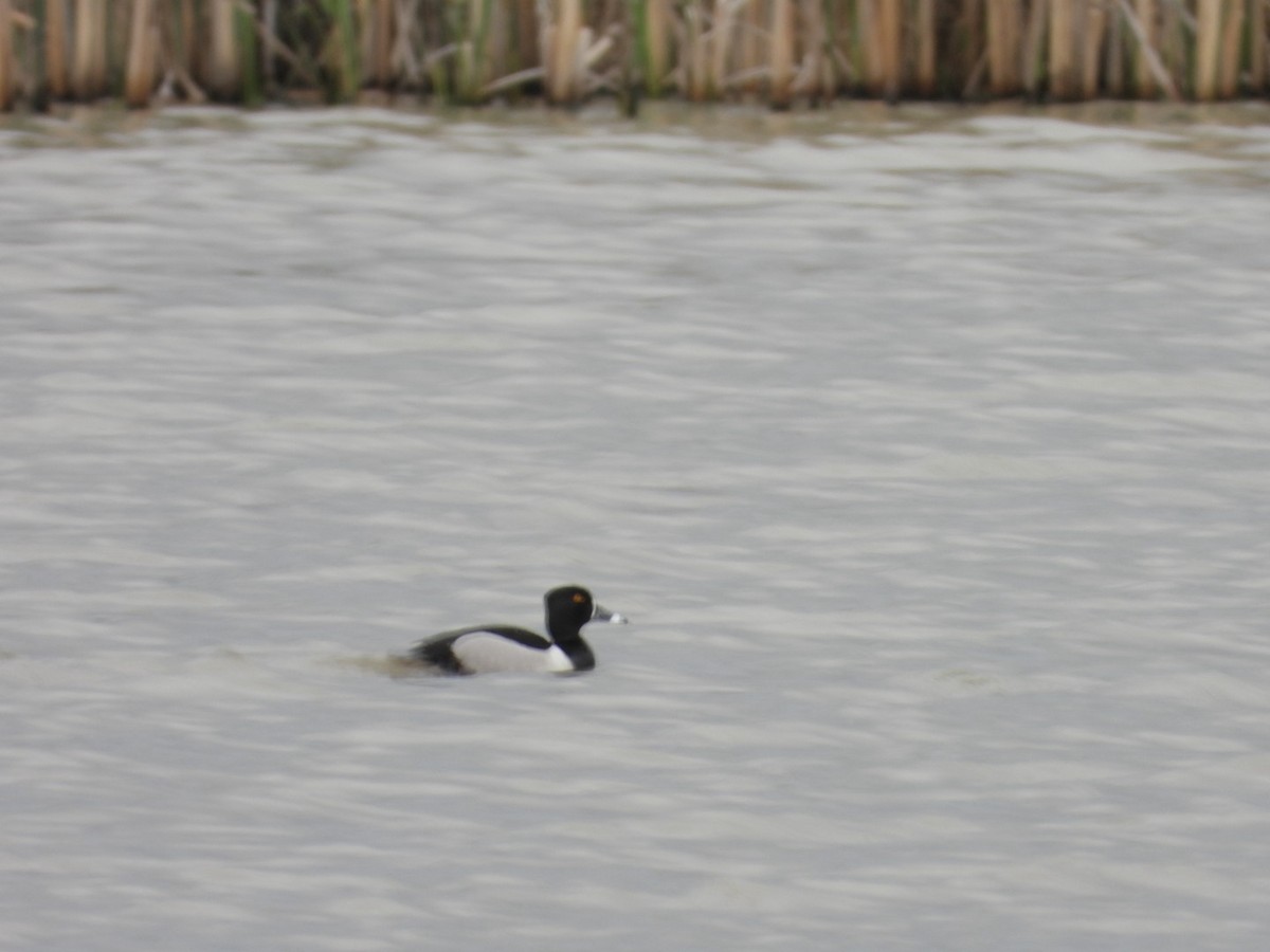 Ring-necked Duck - Marnie and Sandy Campbell
