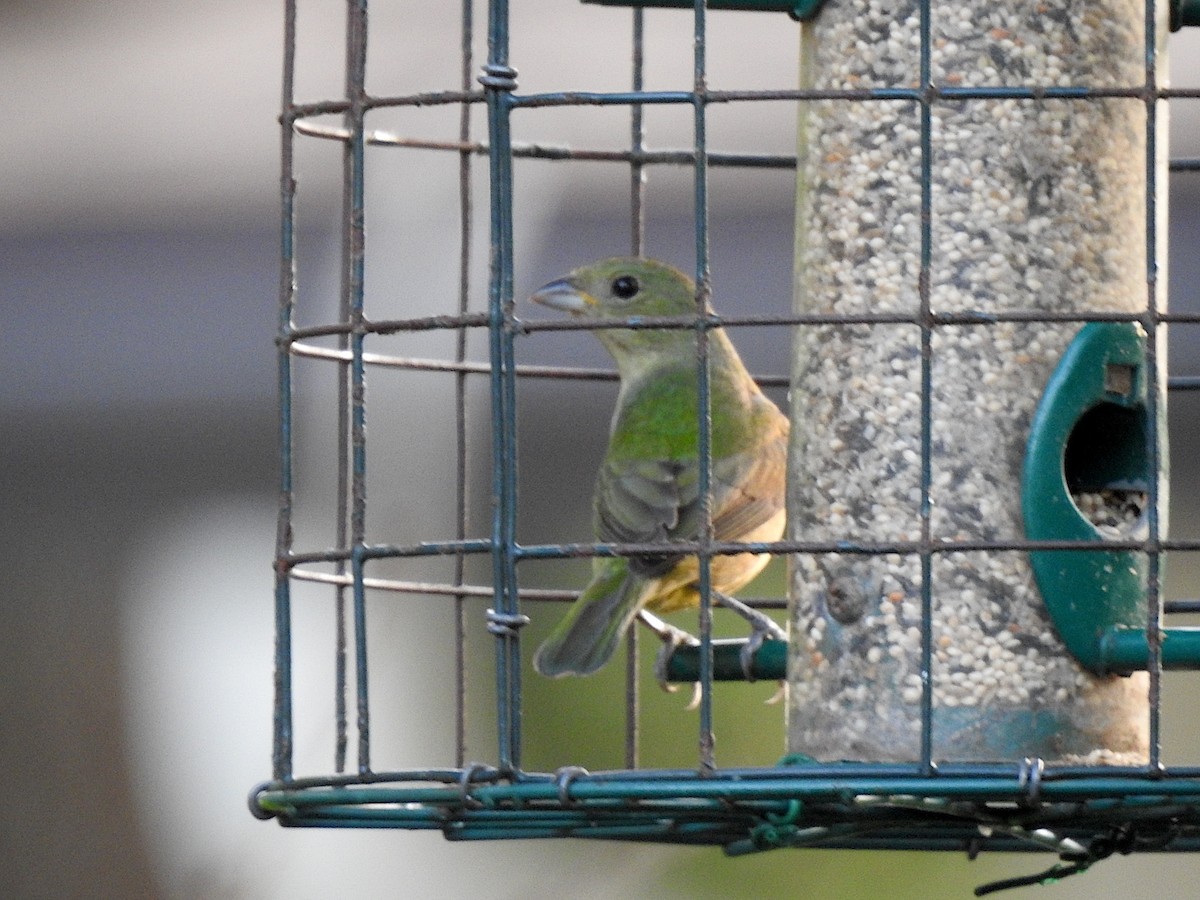 Painted Bunting - ML618666560