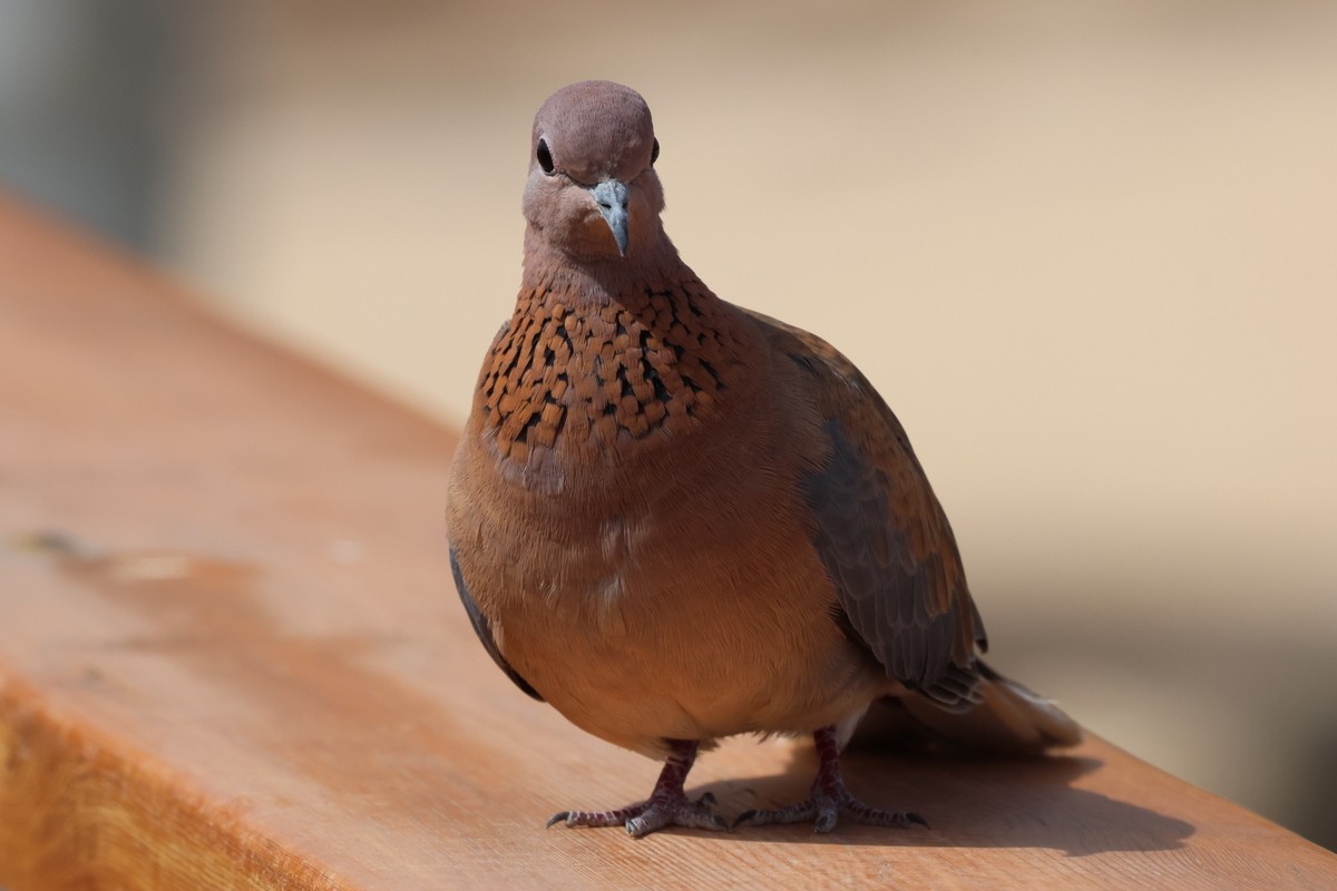 Laughing Dove - ML618666563