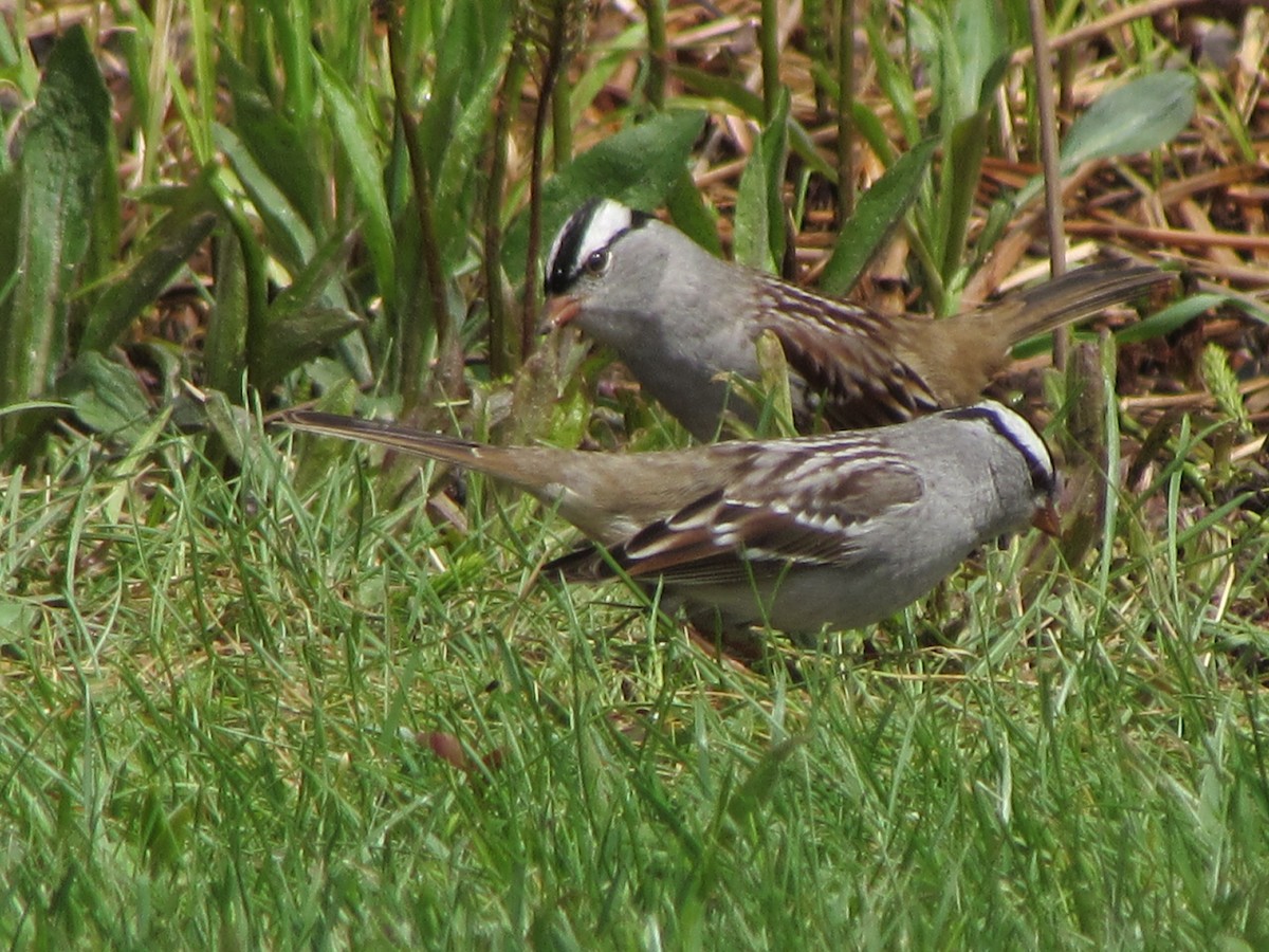 White-crowned Sparrow - Nancy Brown