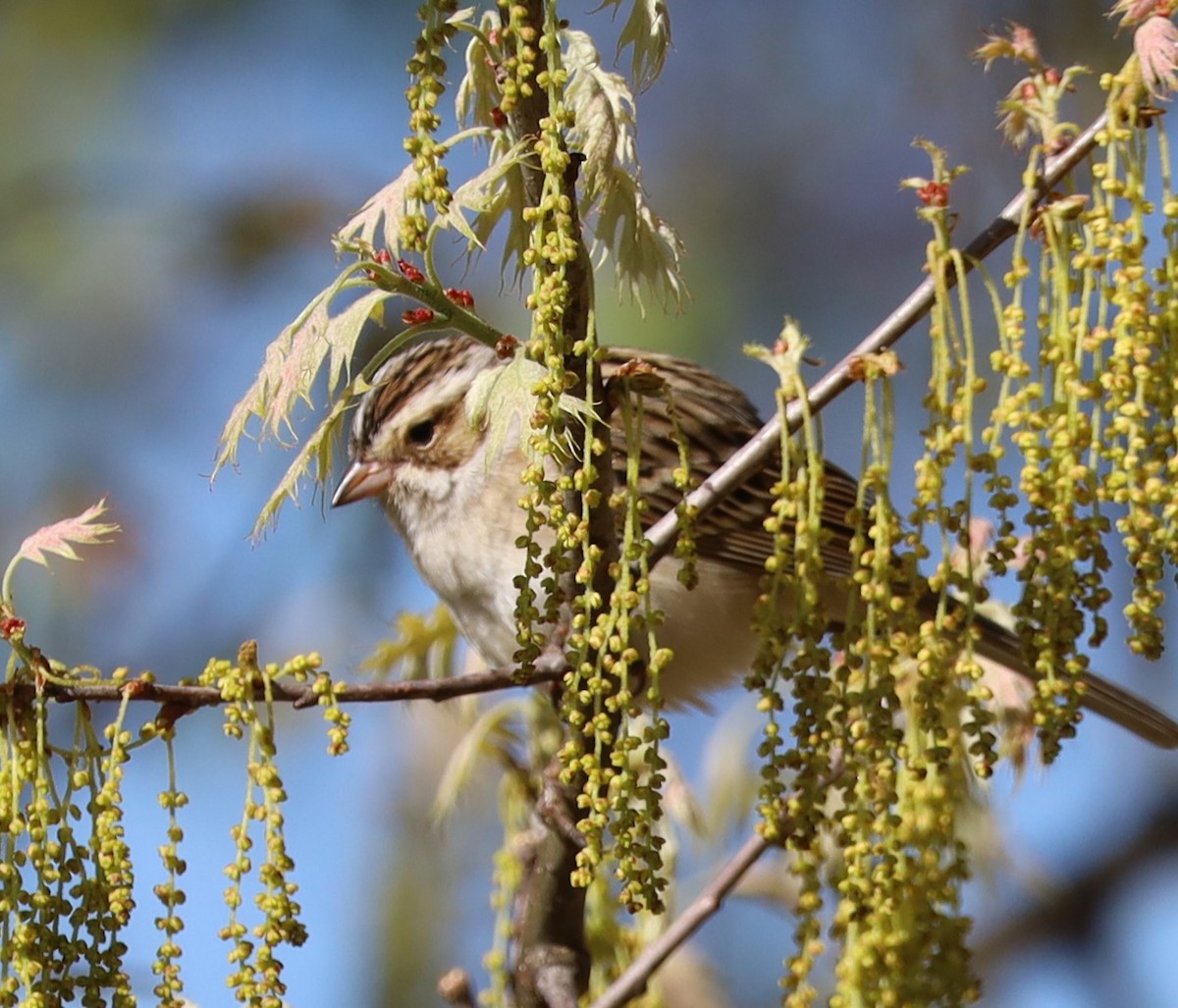 Field Sparrow - Randal Newton