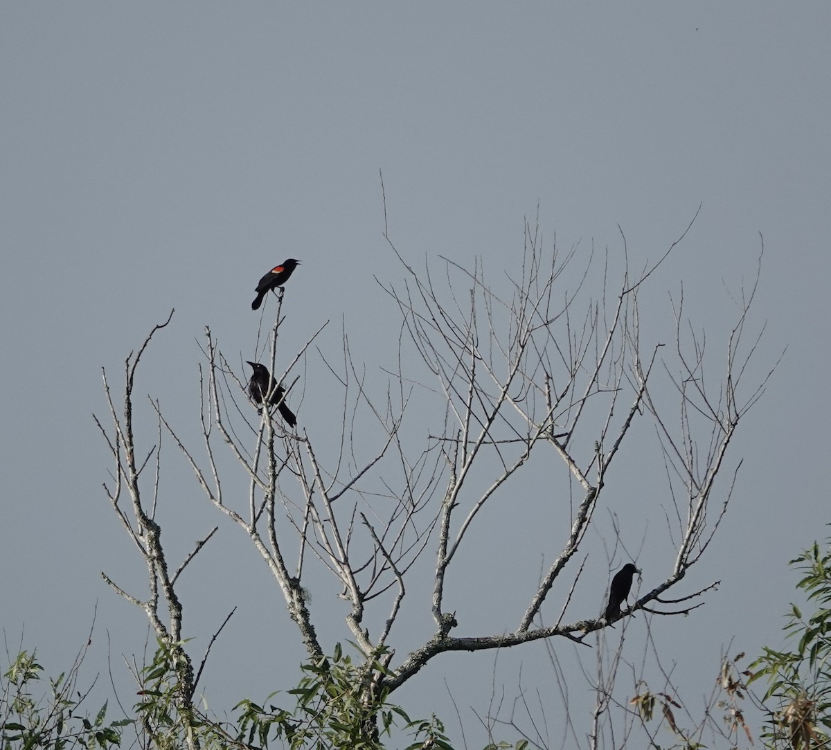 Red-winged Blackbird - ML618666694