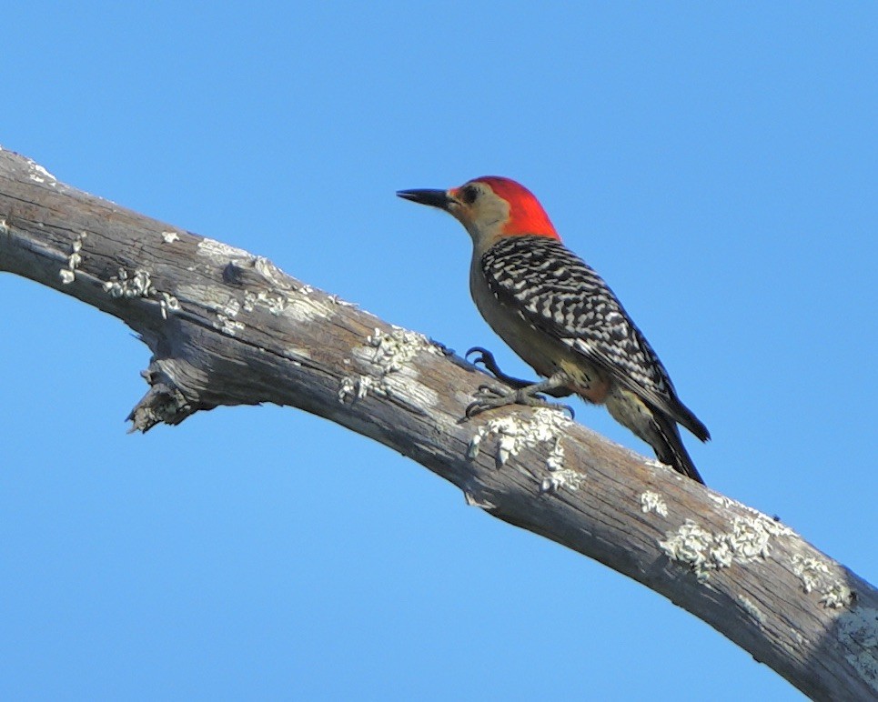 Red-bellied Woodpecker - ML618666717