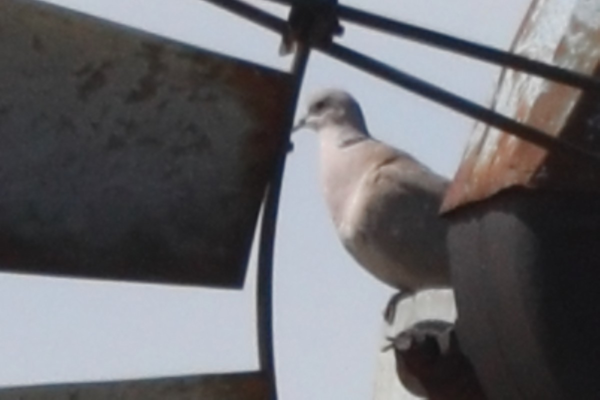 Eurasian Collared-Dove - ML618666722