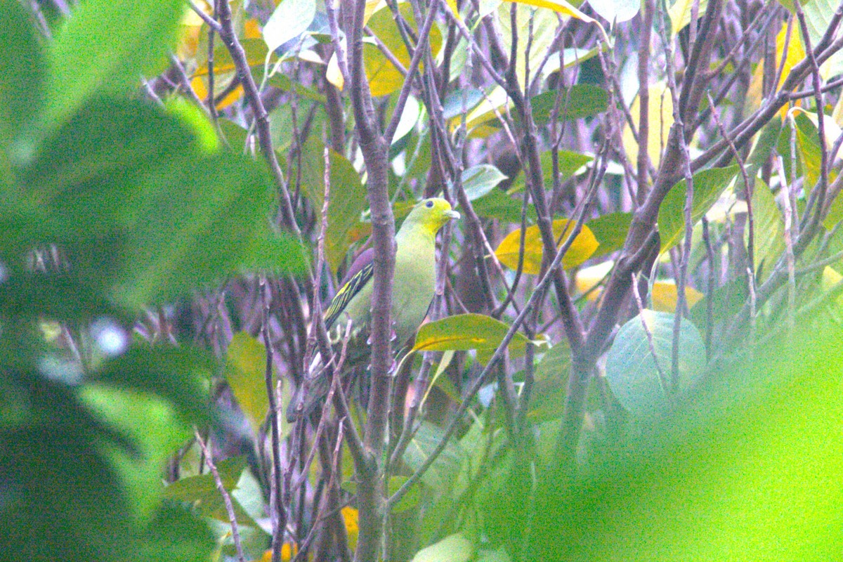 Цейлонский зелёный голубь - ML618666746