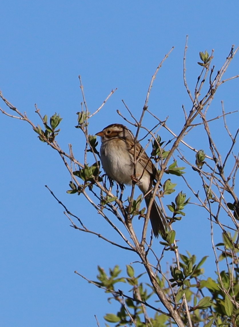 Clay-colored Sparrow - ML618666749