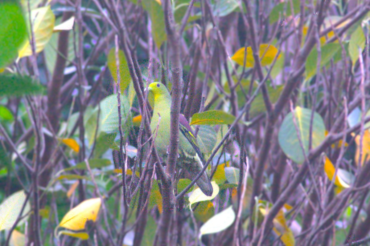 Цейлонский зелёный голубь - ML618666750