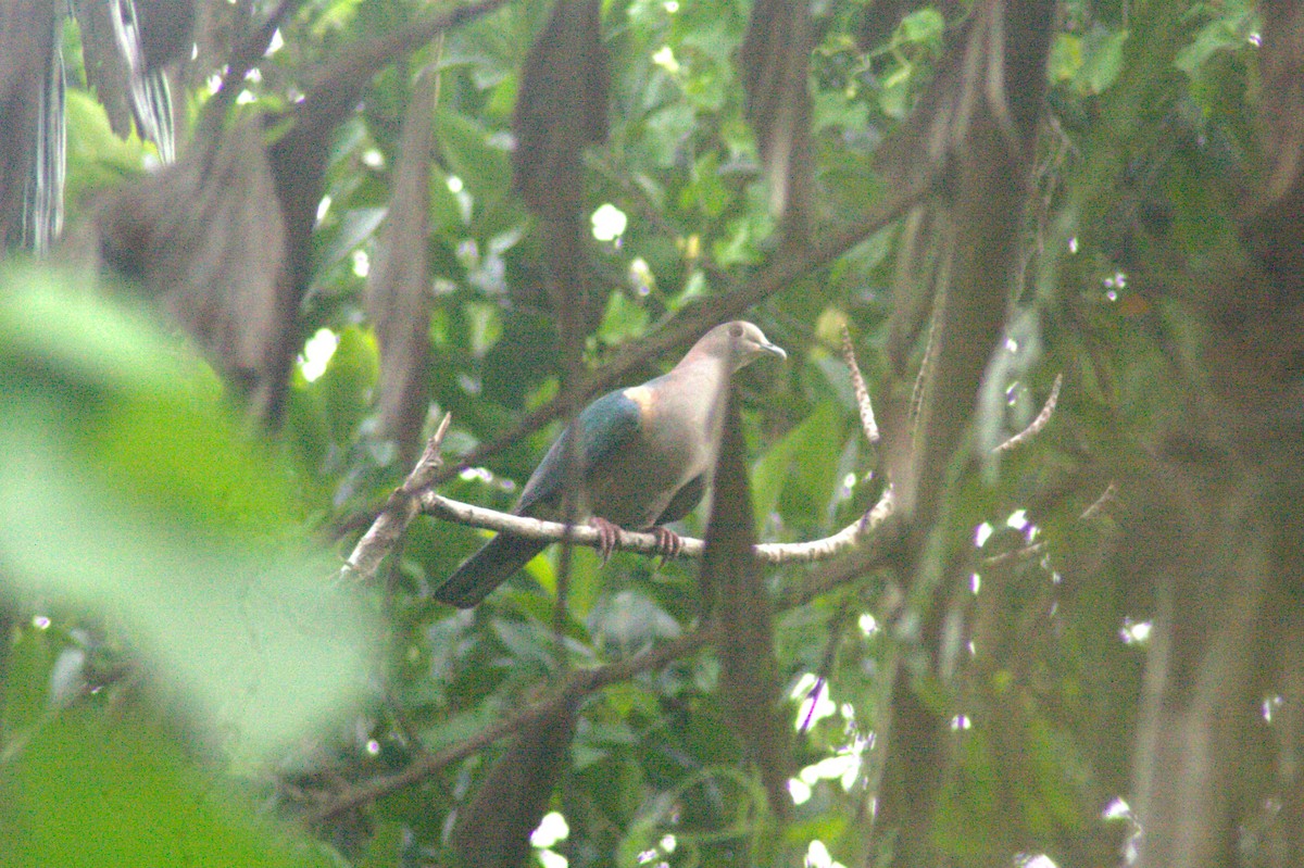 Green Imperial-Pigeon - ML618666755