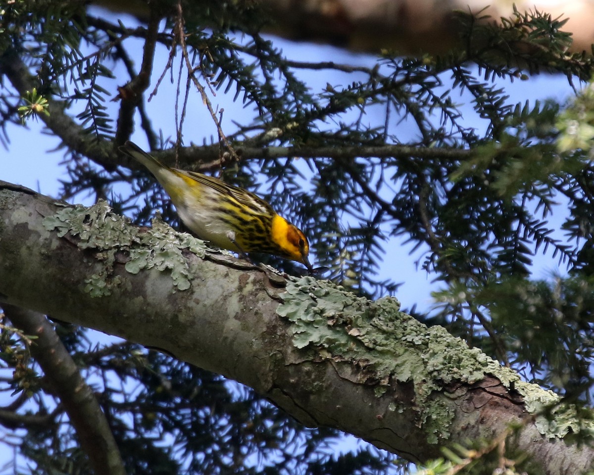 Cape May Warbler - ML618666765