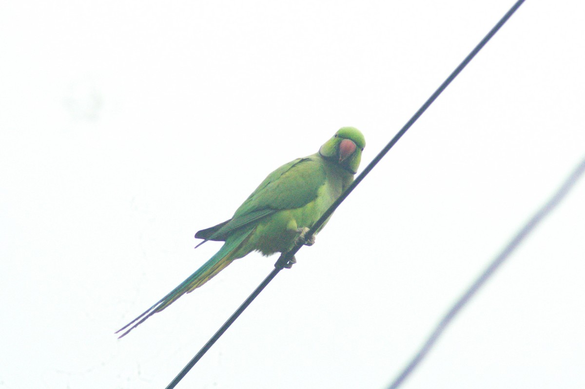 Yeşil Papağan - ML618666767