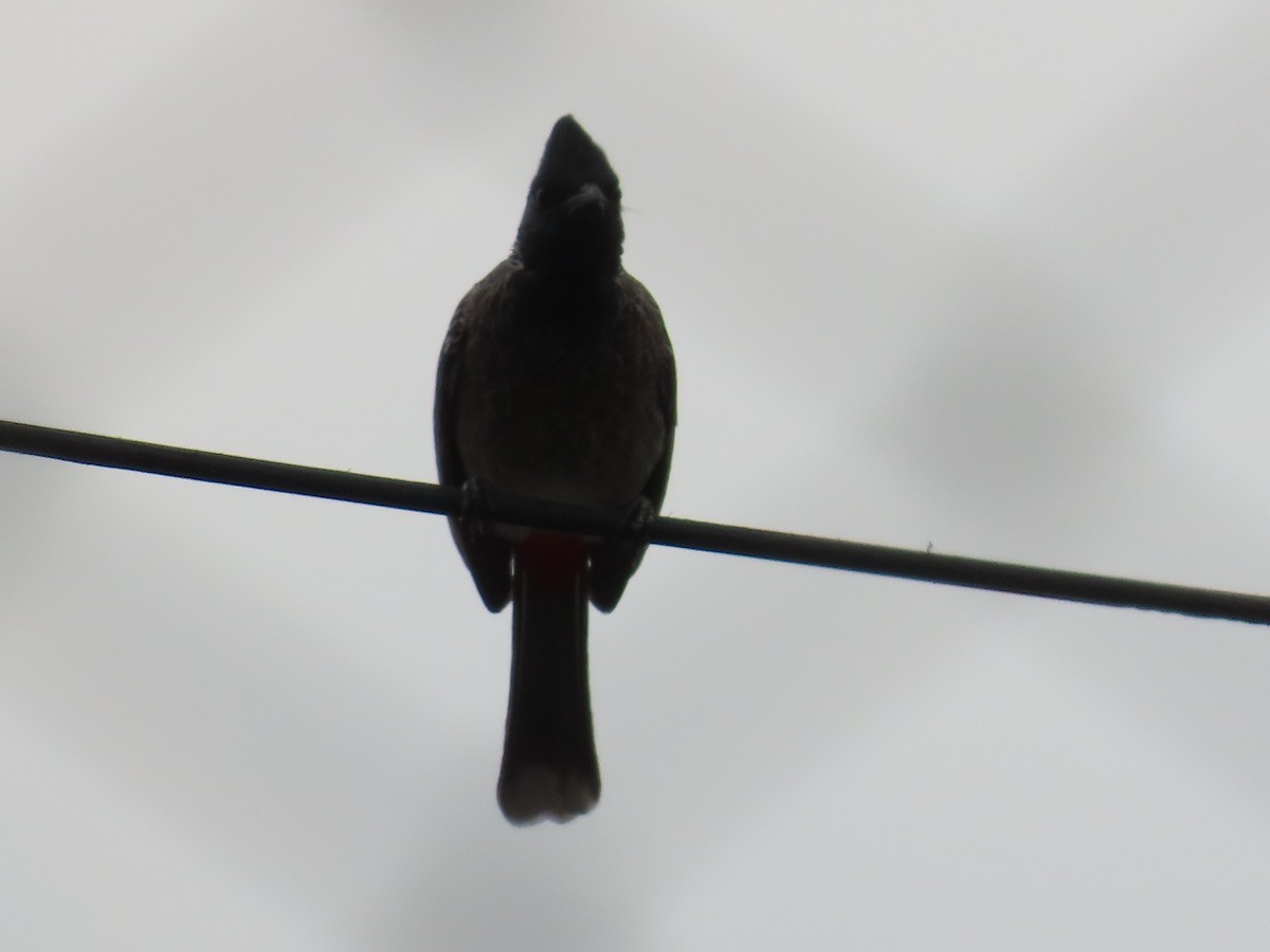 Red-vented Bulbul - ML618666781