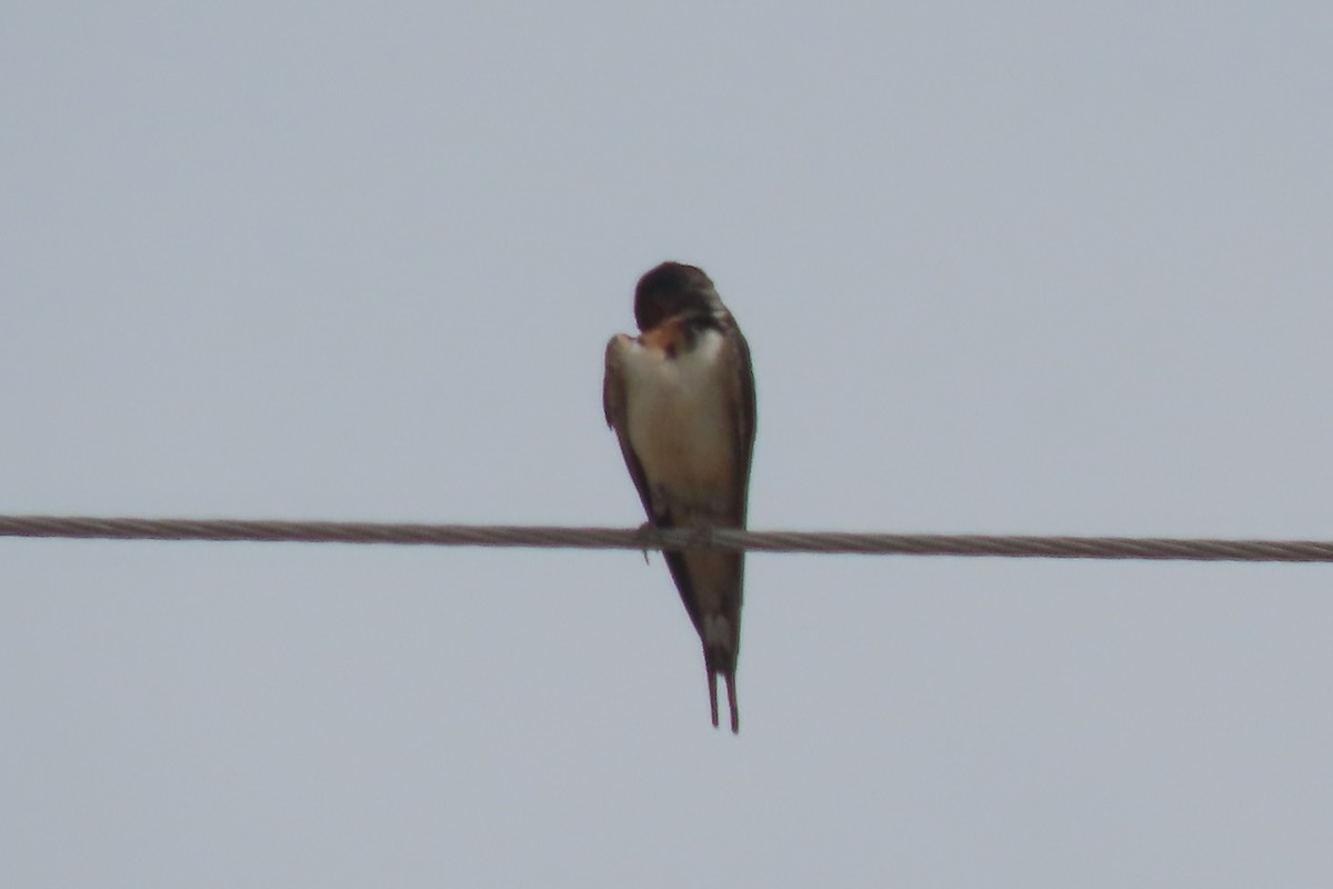 Barn Swallow - ML618666788