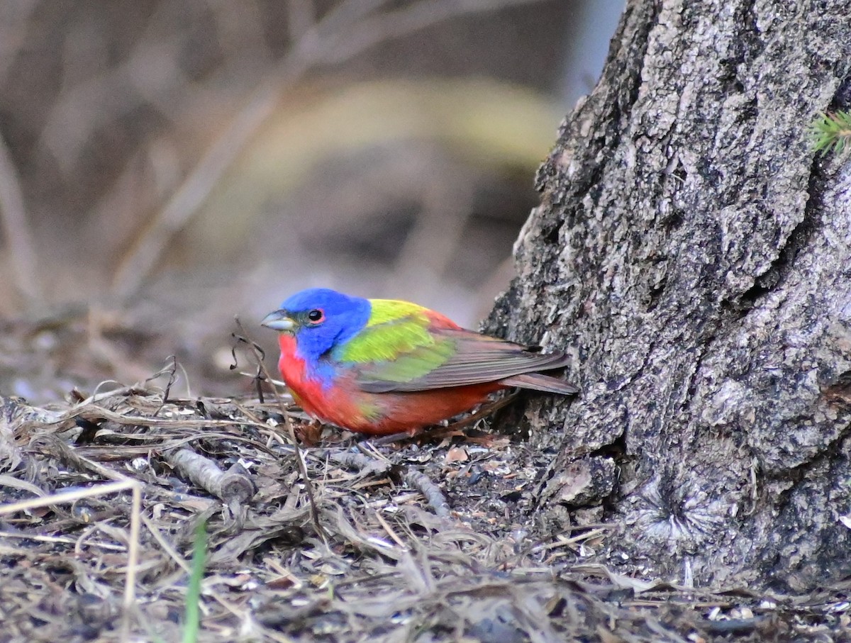 Painted Bunting - ML618666792