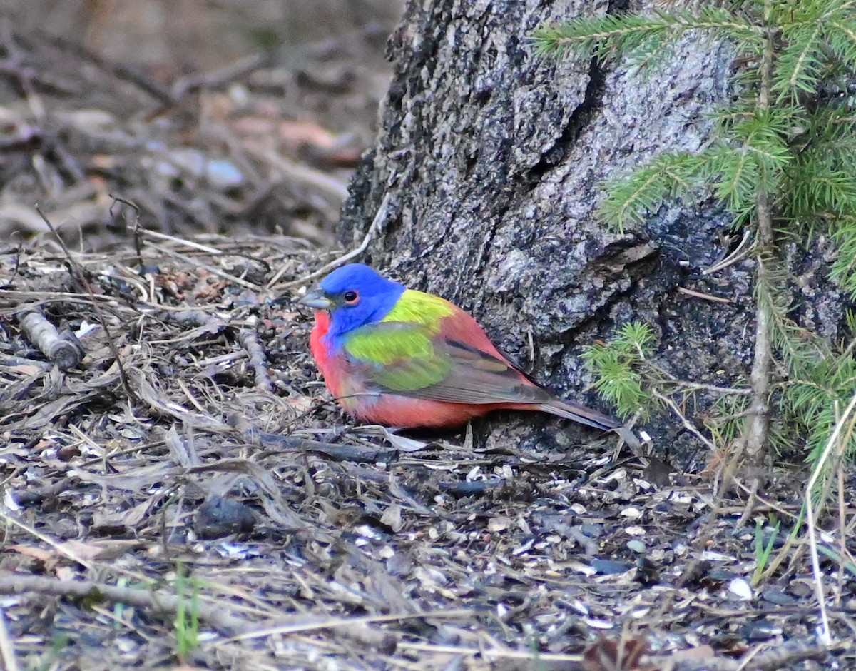 Painted Bunting - ML618666793