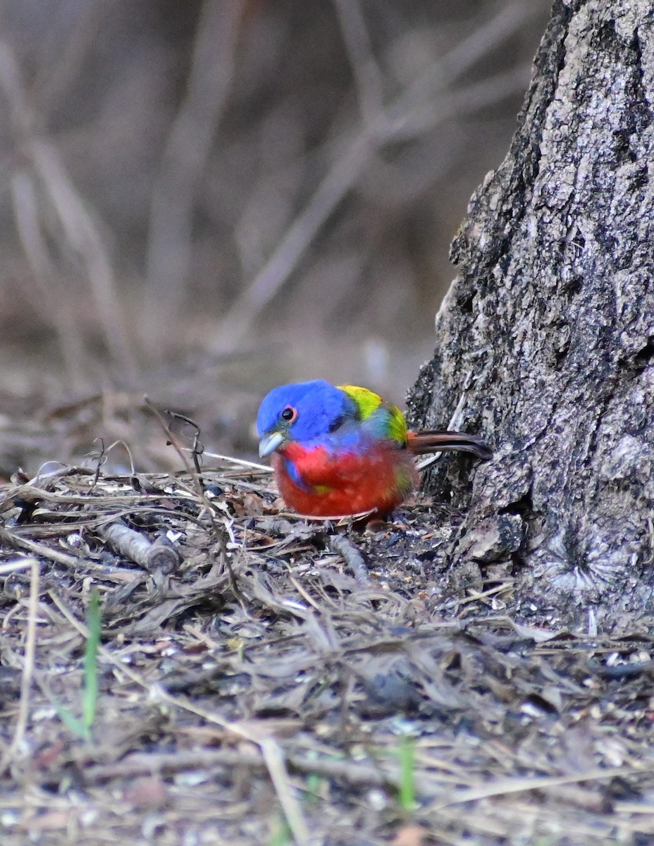 Painted Bunting - ML618666794