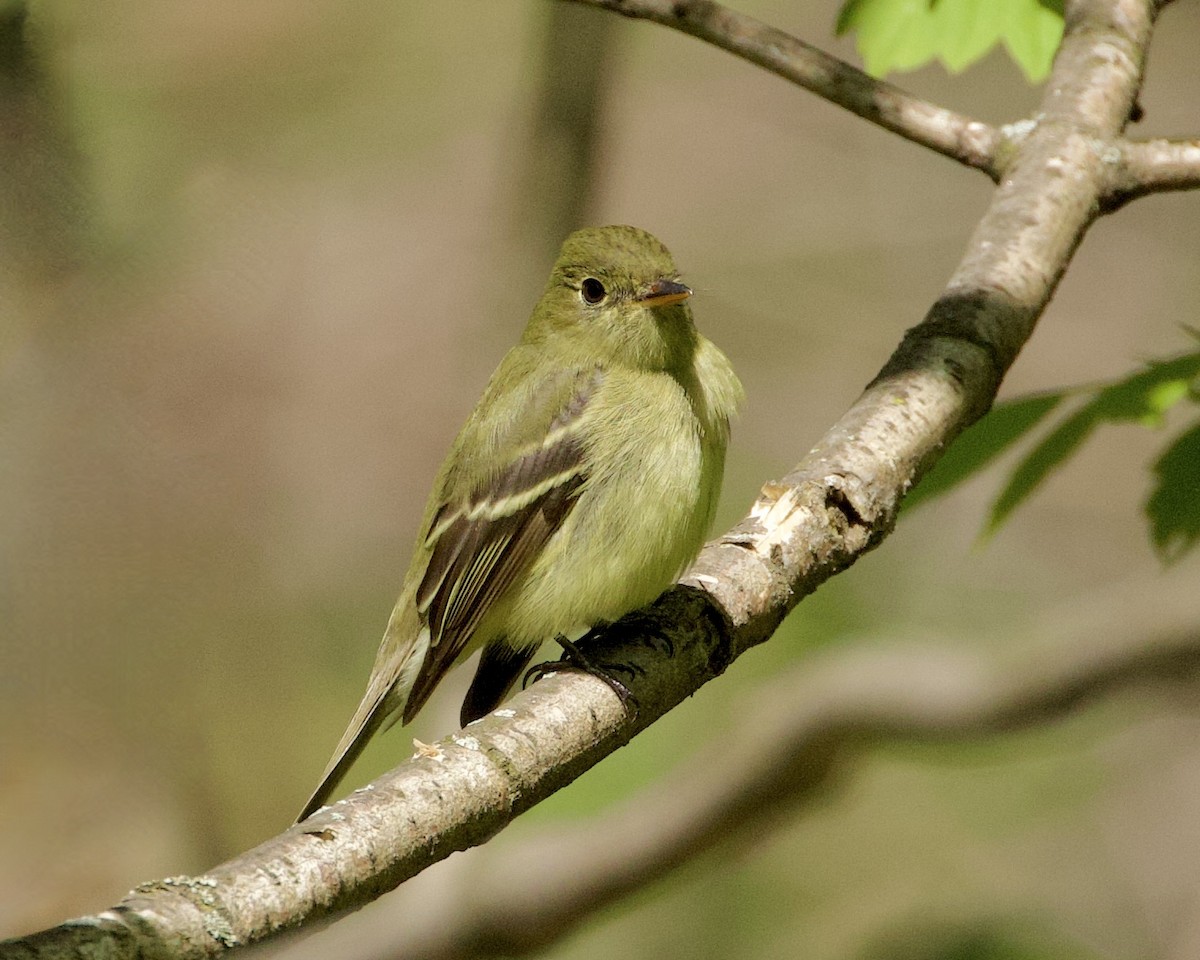 Yellow-bellied Flycatcher - Ryk Naves