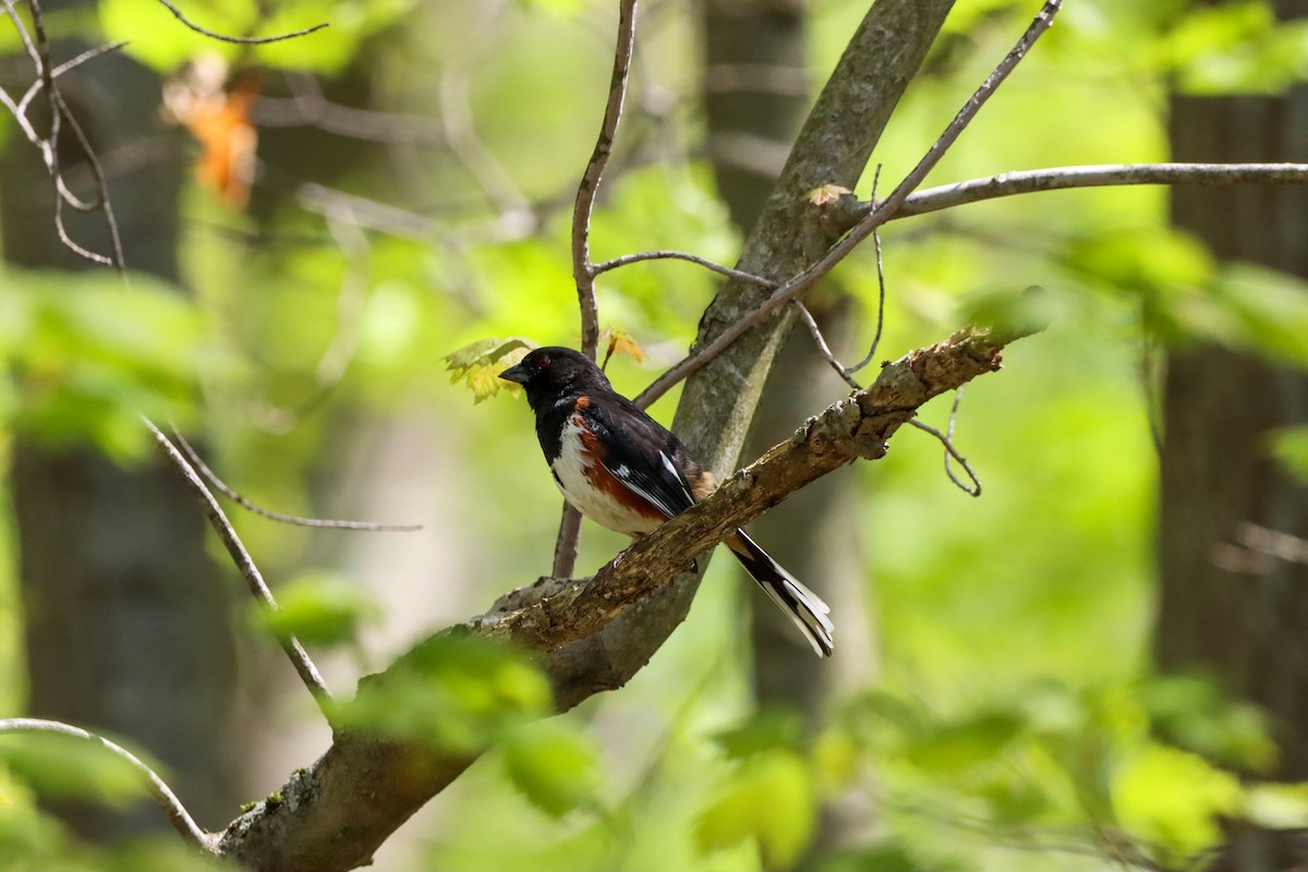 Eastern Towhee - Michelle Chase