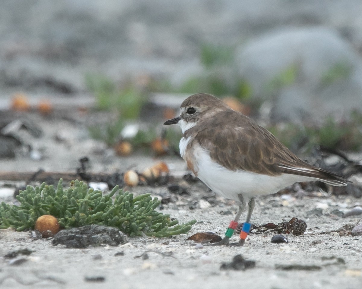 Double-banded Plover - ML618666918