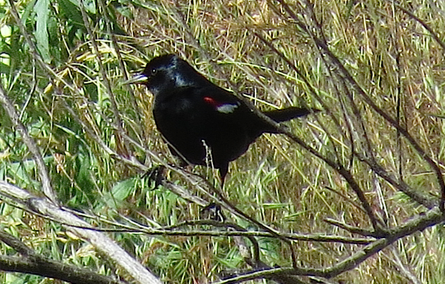 Tricolored Blackbird - ML618666920