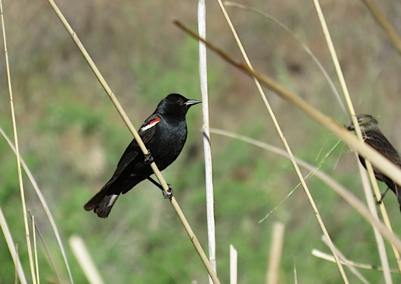Tricolored Blackbird - ML618666934