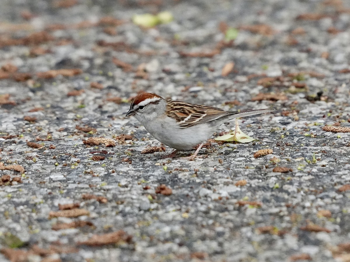 Chipping Sparrow - ML618666935