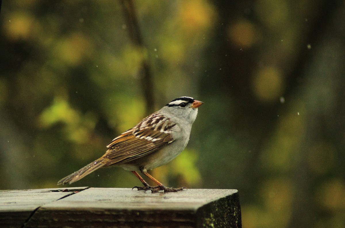 White-crowned Sparrow - ML618666975