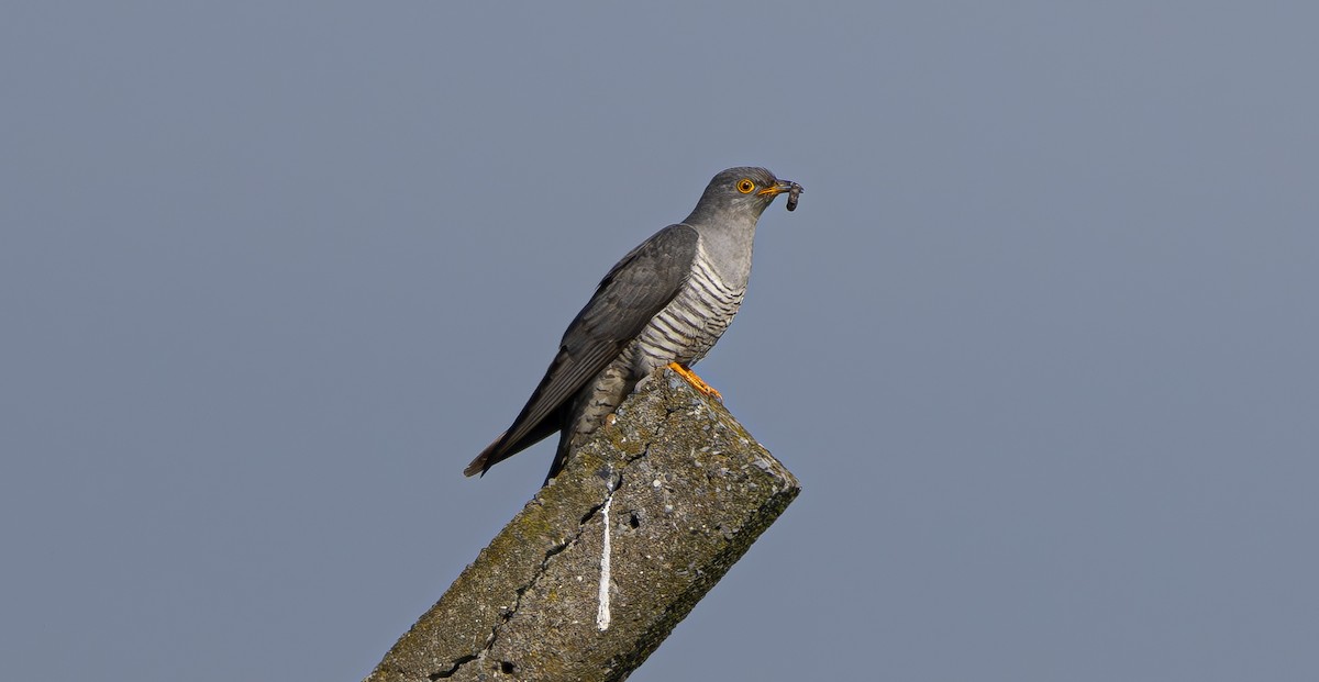 Common Cuckoo - ML618666995