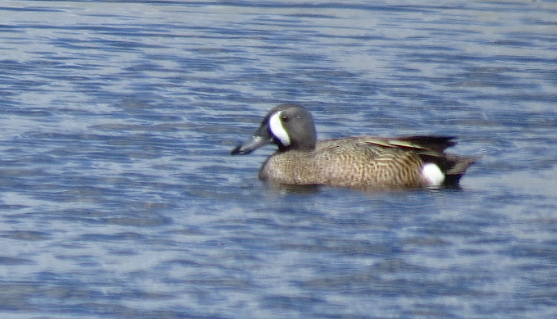 Blue-winged Teal - ML618666997