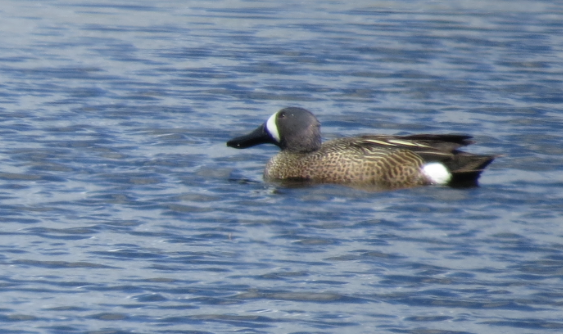 Blue-winged Teal - ML618667001