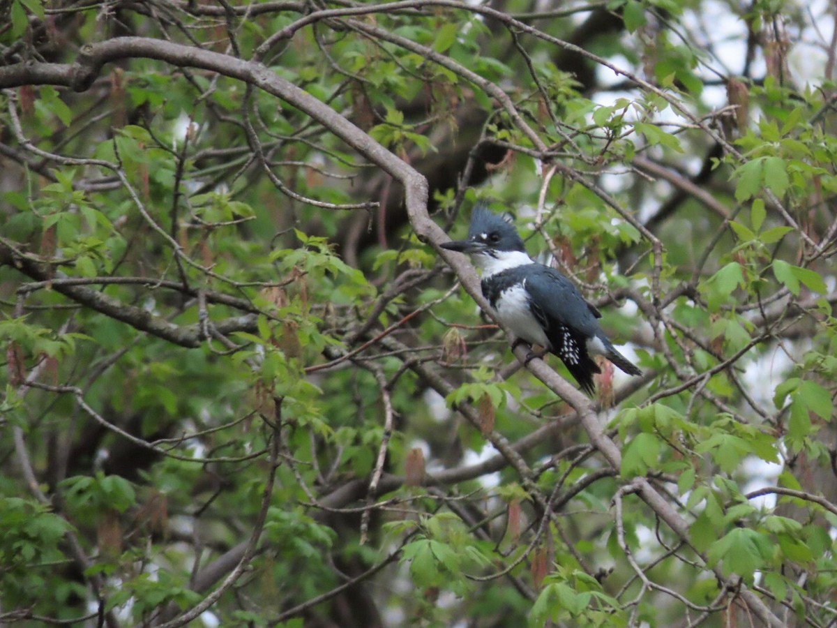 Belted Kingfisher - Tania Mohacsi