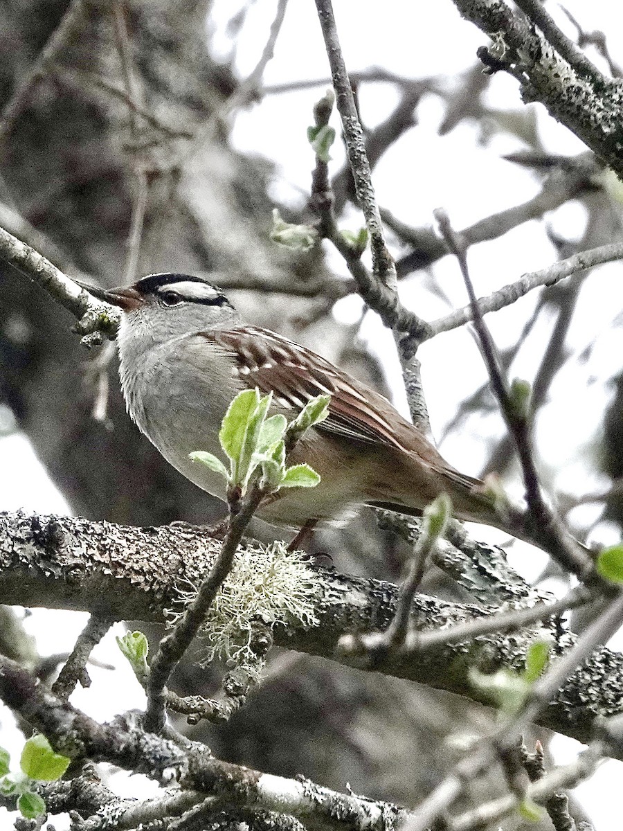 White-crowned Sparrow - ML618667142