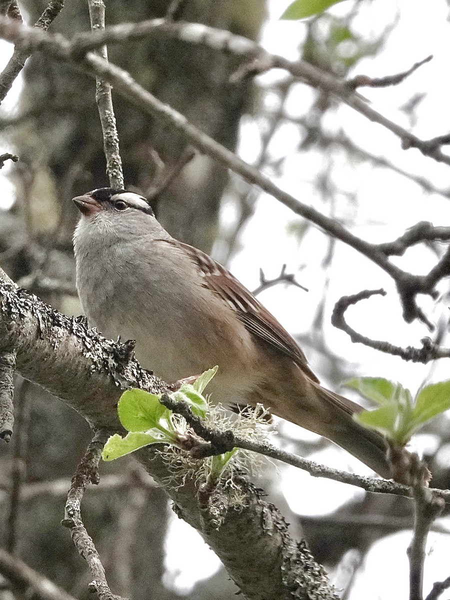 White-crowned Sparrow - ML618667143