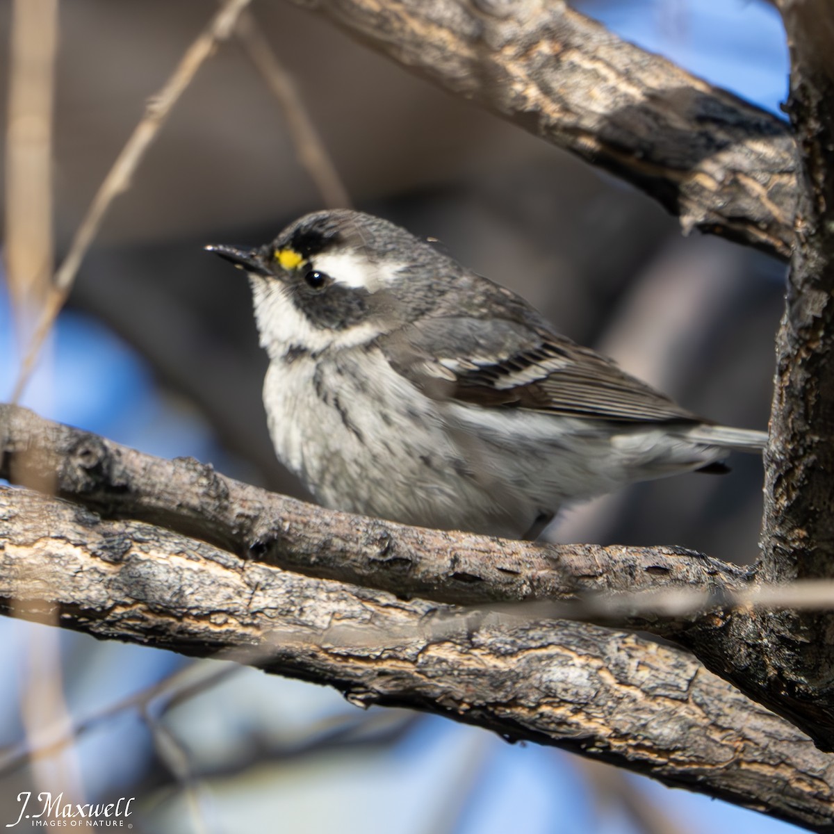 Black-throated Gray Warbler - ML618667149