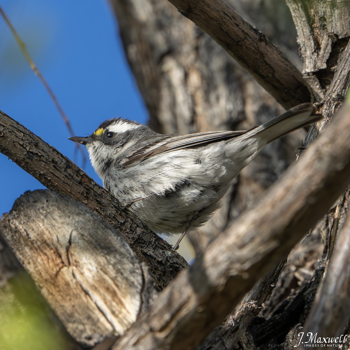 Black-throated Gray Warbler - ML618667152