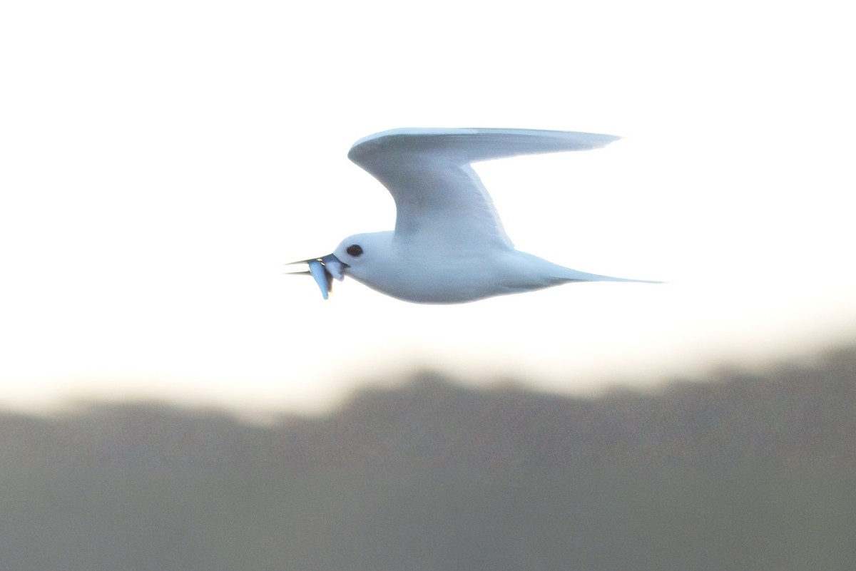 White Tern - ML618667201